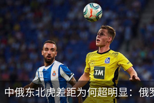中俄东北虎差距为何超明显：俄罗斯750只，中国的数量令人意外！